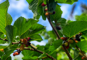 Abundance with Mark Diacono  - Tuesday 9th September