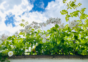 Abundance with Mark Diacono  - Tuesday 9th September